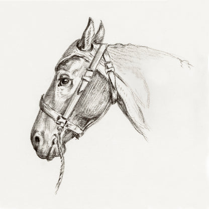 The Head of the Horse